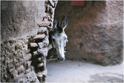 Donkey, Marrakesch 2006