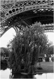Eiffel Tower, Lake & Tree, Paris, 2011