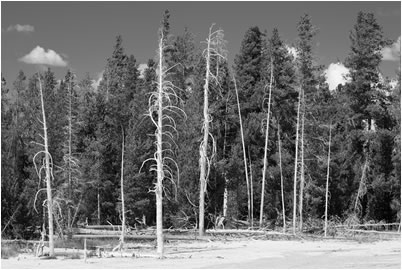 White Trees, Yellowstone NP, USA, 2013