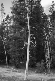 Dancing Tree, Yellowstone NP, USA, 2013