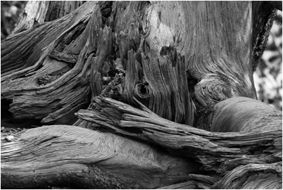 Tree Detail, Yellowstone NP, USA, 2013