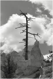 Dead Tree and Cloud, Bryce Canyon, Utah, 2009