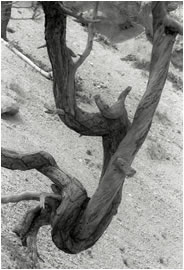 Dead Tree, Bryce Canyon, Utah, 2009