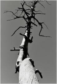Dead Tree, Colorado, 2009