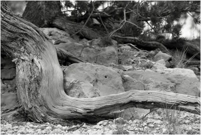 Root, Bryce canyon, Utah, 2009