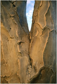 Koecherbaum II, Namibia 2002